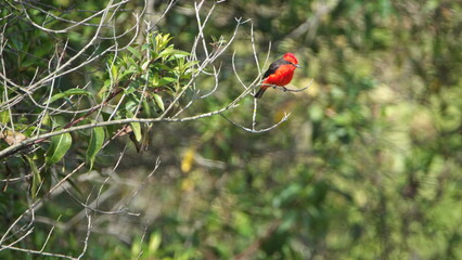 Male vermilion flycatcher (Pyrocephalus rubinus) perched in a tree, in a field in Cotacachi, Ecuador