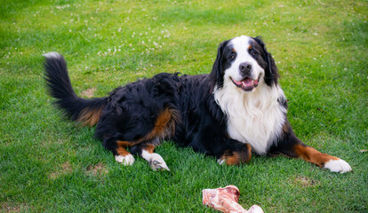 Bernese Mountain Dog on the grass with a bone