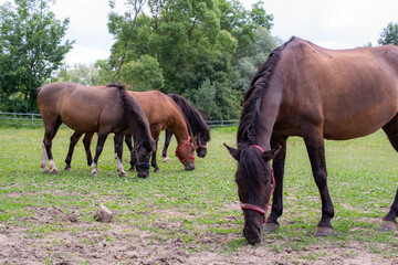 Obraz premium grazing horses on a sunny day