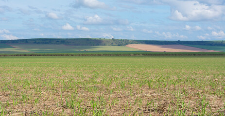 Sugarcane plantation on sunny day