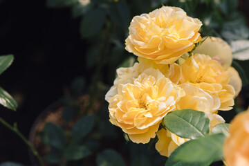 Beautiful yellow roses with blossoms. Roses in nature. Closeup yellow Rose
