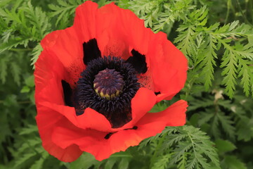 red poppy flower