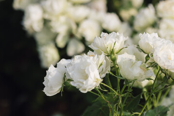 Obraz premium Rose flower on blurry background in the garden of roses. Nature.