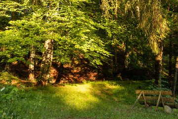 kleine Lichtung im Wald mit einer Bank in der Abendsonne