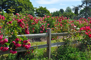 Colorful summer rose garden next to wooden fence