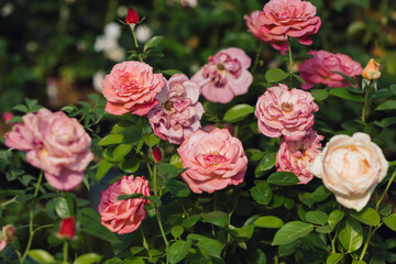 Pink roses flowers growing outdoors in summer garden. Nature
