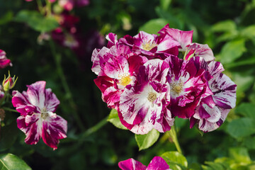 Fototapeta premium Rose flower on blurry background in the garden of roses. Nature.