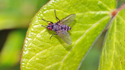 Fly on a leaf in a field in Cotacachi, Ecuador