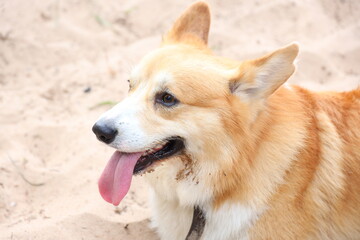 Photo of a welsh corgi close-up in nature