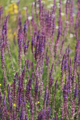 Obraz premium Mountain honey flowers of pink color in a mountain park on a summer day.