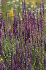 Mountain honey flowers of pink color in a mountain park on a summer day.