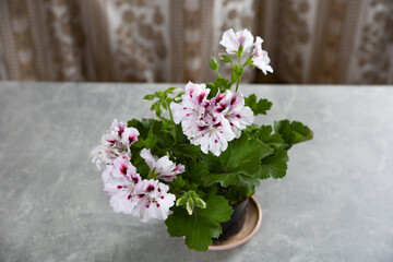 Fototapeta na wymiar beautiful Regal geraniums on the table