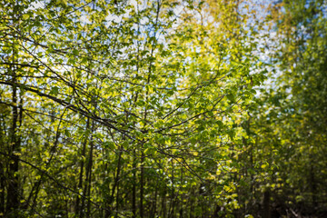 green branch against the background of green weaves