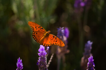 Passion butterfly (Dione vanillae) feeding on nectar from a lavender flower. Orange, colorful butterfly.