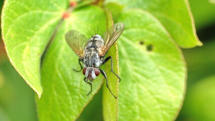 Fly on a leaf in a field in Cotacachi, Ecuador