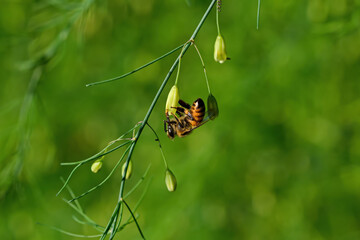 Honeybee on garden asparagus flower. They construct perennial colonial nests from wax and are known for surplus honey production. They have been domesticated for honey production and crop pollination.