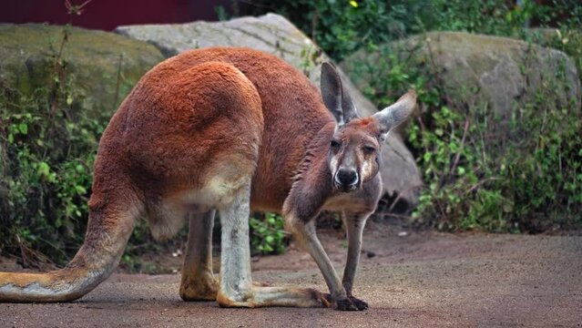 A small kangaroo sits on its hind legs doing its own thing and looking around, the concept of the life of marsupial mammals