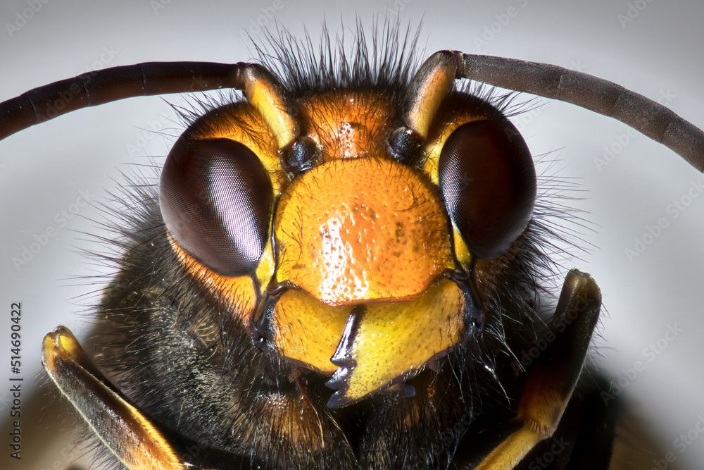 Wall mural close up of a wasp