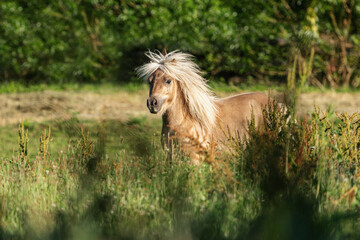 Portrait of a palomino shetland pony stallion on a pasture in summer outdoors