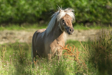 Portrait of a palomino shetland pony stallion on a pasture in summer outdoors - obrazy, fototapety, plakaty