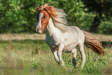 Portrait of a pinto miniature shetland pony stallion running across a pasture in summer outdoors