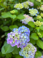 Blossoming pink hydrangea lit with the sun