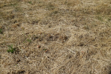 Vertrocknete beige-braune Grasfläche im Sommer