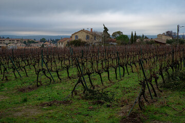 Fototapeta na wymiar A vineyard in winter in Uzes