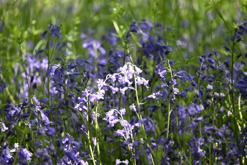 flowers in the field