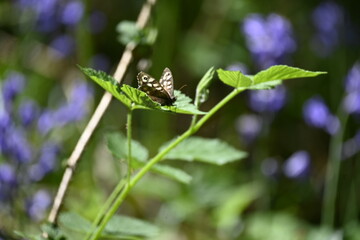 Butterfly on a Leaf