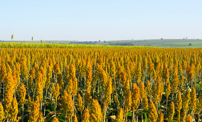 Brazilian Sorghum planting on a sunny day