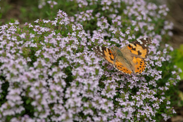 Vanessa cardui butterfly in violet flowers macro insect nature close up summer