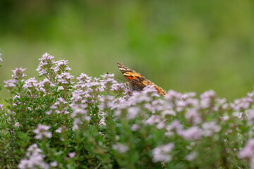 Vanessa cardui butterfly in violet flowers macro insect nature close up summer