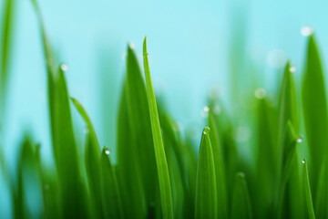 Green grass with dew drops on the tops of the blades of grass.