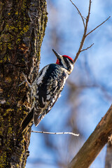 Yellow-Bellied Sapsucker on a tree side in minnesota