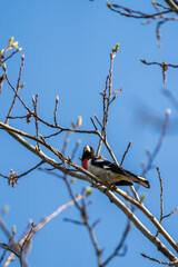 grosbeak perched high up in a tree