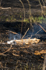 smoldering log after a controlled burn in a local forest