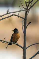 american robin perched on a budding tree