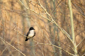 eastern kingbird on a budding spring branch