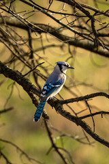 bluejay perched on a woody branch