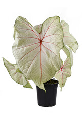 Exotic 'Caladium White Queen' houseplant with white leaves and pink veins 