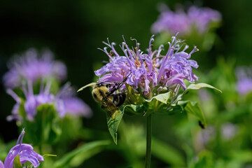 Bumblebee which is a member of the genus Bombus part of Apidae on Bee balm growing in a backyard...