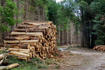 cut and stacked wooden logs
