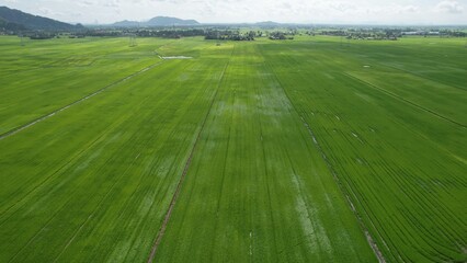 The Paddy Rice Fields of Kedah and Perlis, Malaysia