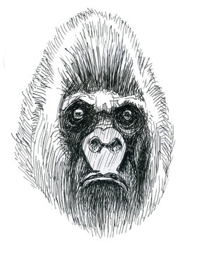 Monkey, big head. Evil muzzle of a male monkey.Stern look.Big foot.