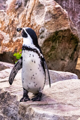 Obraz premium Humboldt penguin (Spheniscus humboldti) is a medium-sized penguin from South America
