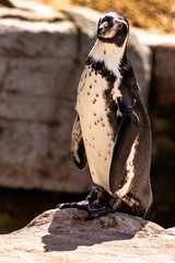 Humboldt penguin (Spheniscus humboldti) is a medium-sized penguin from South America
