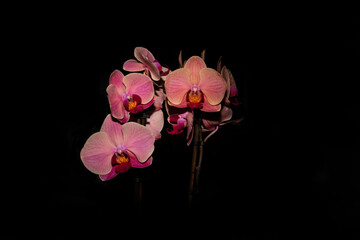 Orchidea na czarnym tle. © Dariusz