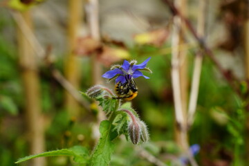 fleur de bourrache