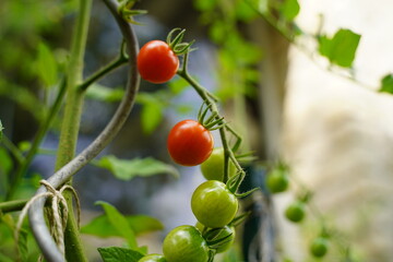 tomates cerises au potager 